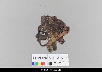 藏品(中國湖北皮影戲偶頭-淨)的圖片